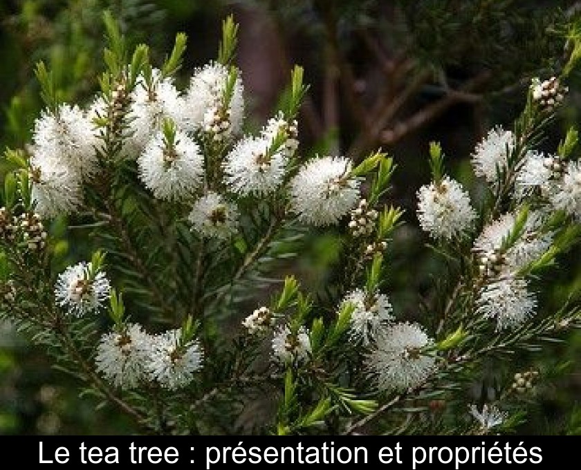Le tea tree : présentation et propriétés Le tea tree : présentation et propriétés