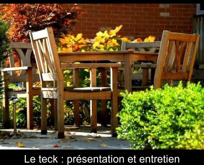 Le teck : présentation et entretien Le teck : présentation et entretien