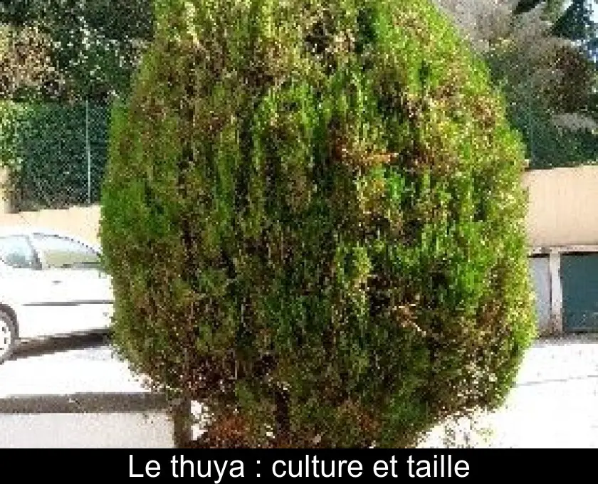Le thuya : culture et taille