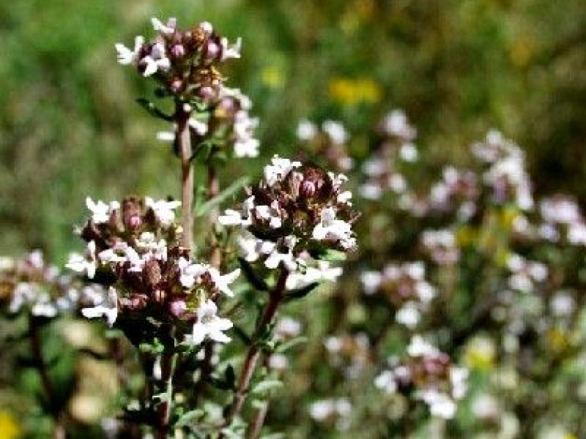 Le thym : votre allié pour l'hiver Le thym : votre allié pour l'hiver