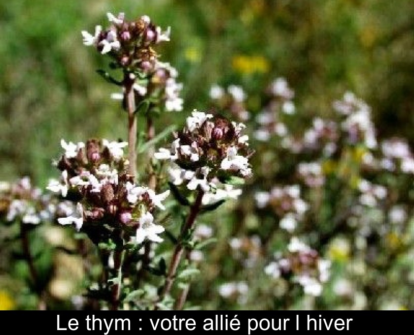 Le thym : votre allié pour l'hiver Le thym : votre allié pour l'hiver