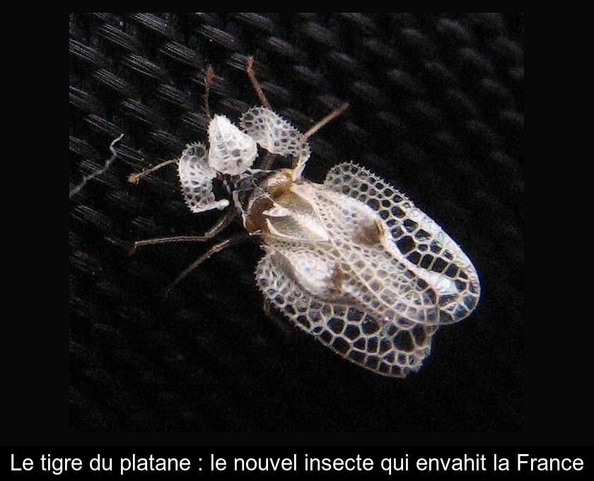 Le tigre du platane : le nouvel insecte qui envahit la France