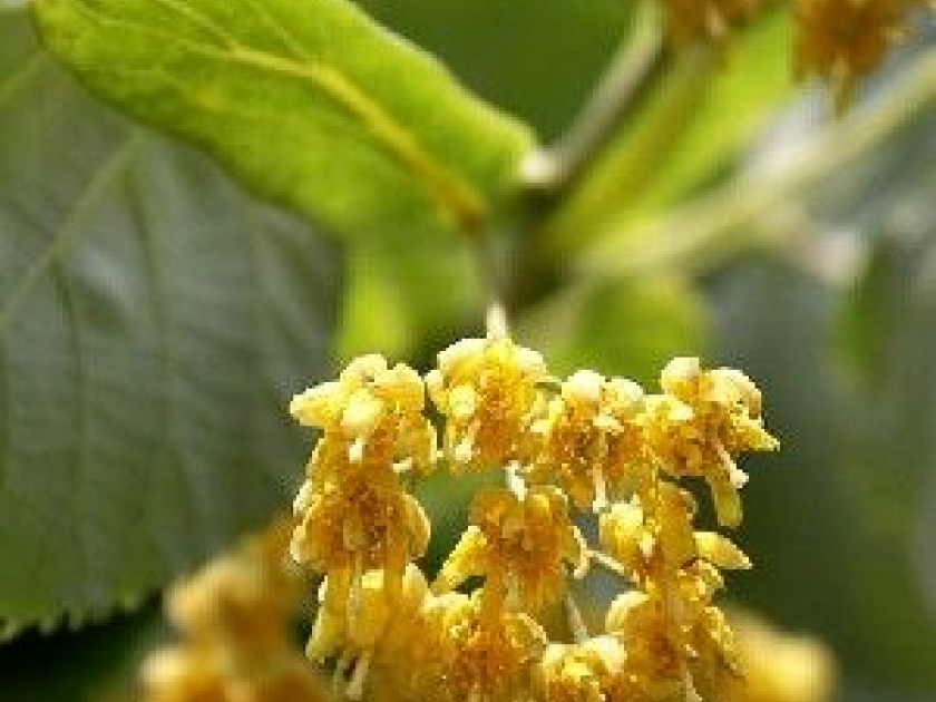 Le tilleul : quels usages en phytothérapie ? Le tilleul : quels usages en phytothérapie ?