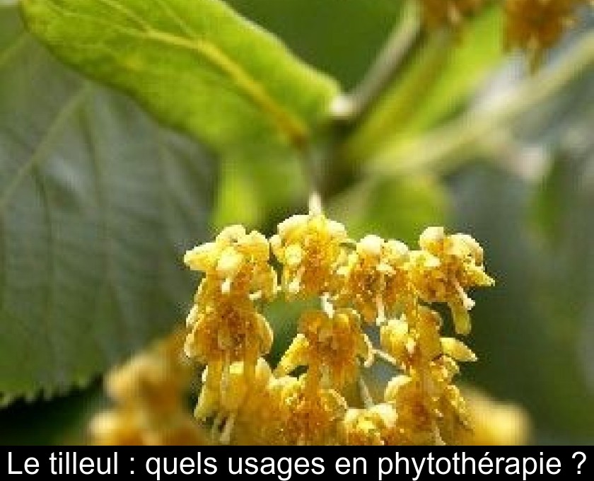 Le tilleul : quels usages en phytothérapie ? Le tilleul : quels usages en phytothérapie ?