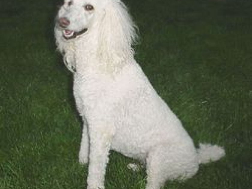 Le toilettage du chien Le toilettage du chien