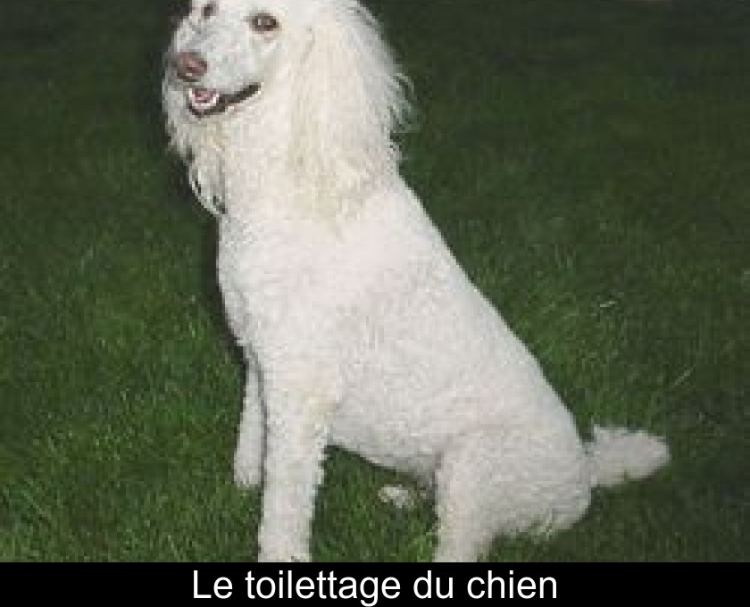 Le toilettage du chien Le toilettage du chien