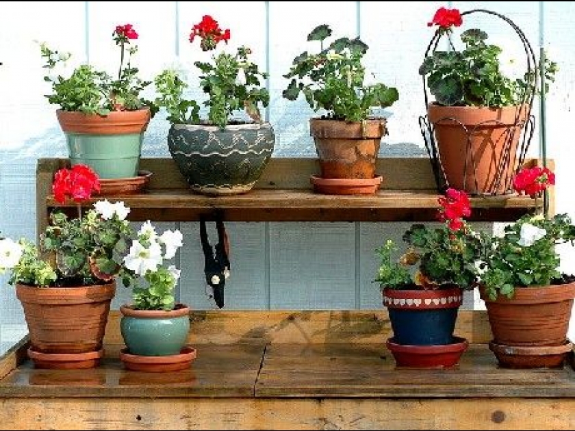 Le troc de plantes : une formule en vogue Le troc de plantes : une formule en vogue