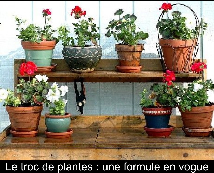 Le troc de plantes : une formule en vogue Le troc de plantes : une formule en vogue