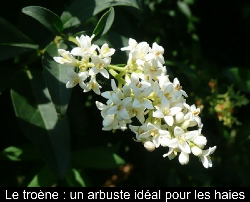 Le troène : un arbuste idéal pour les haies Le troène : un arbuste idéal pour les haies