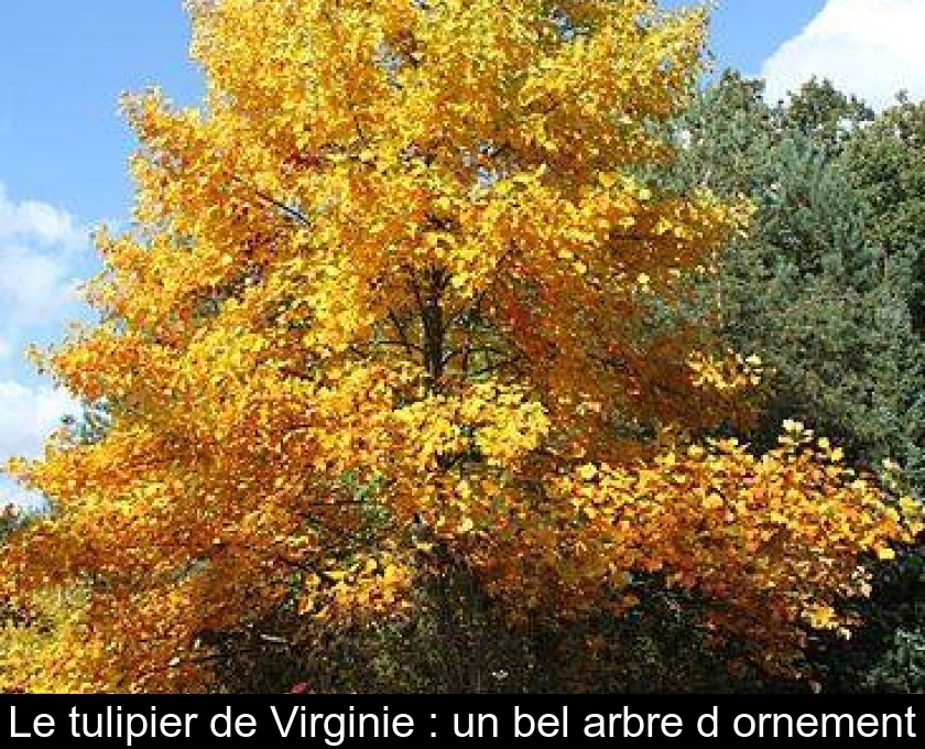 Le tulipier de Virginie : un bel arbre d'ornement Le tulipier de Virginie : un bel arbre d'ornement