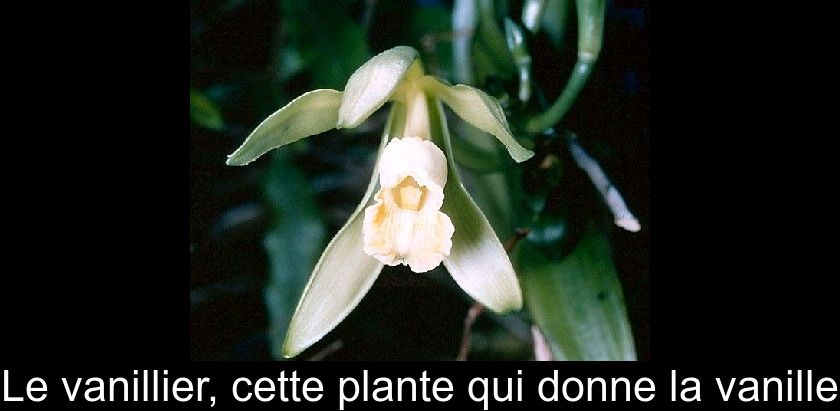 Le vanillier, cette plante qui donne la vanille Le vanillier, cette plante qui donne la vanille