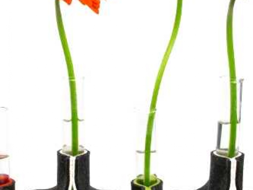 Le vase : histoire d'un objet décoratif Le vase : histoire d'un objet décoratif