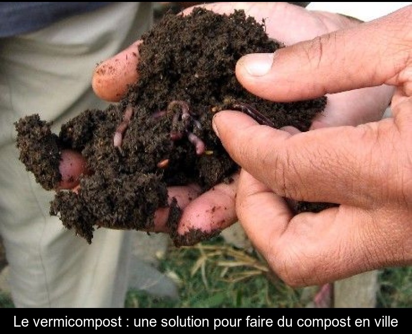 Le vermicompost : une solution pour faire du compost en ville Le vermicompost : une solution pour faire du compost en ville