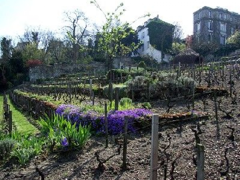 Le vignoble francilien : une tradition retrouvée Le vignoble francilien : une tradition retrouvée