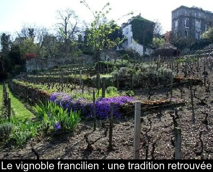 Le vignoble francilien : une tradition retrouvée