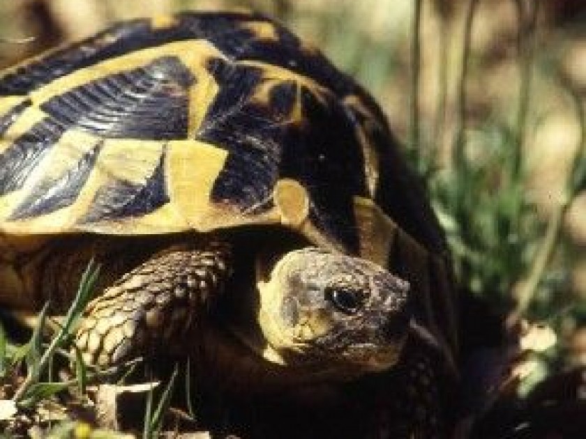 Adopter une tortue ce qu