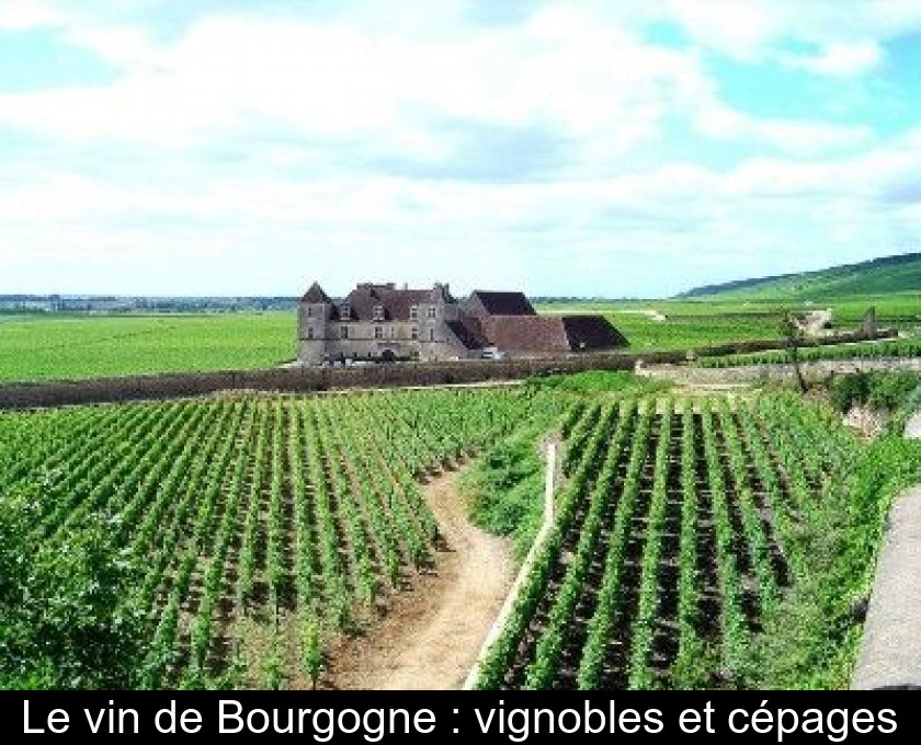 Le vin de Bourgogne : vignobles et cépages Le vin de Bourgogne : vignobles et cépages