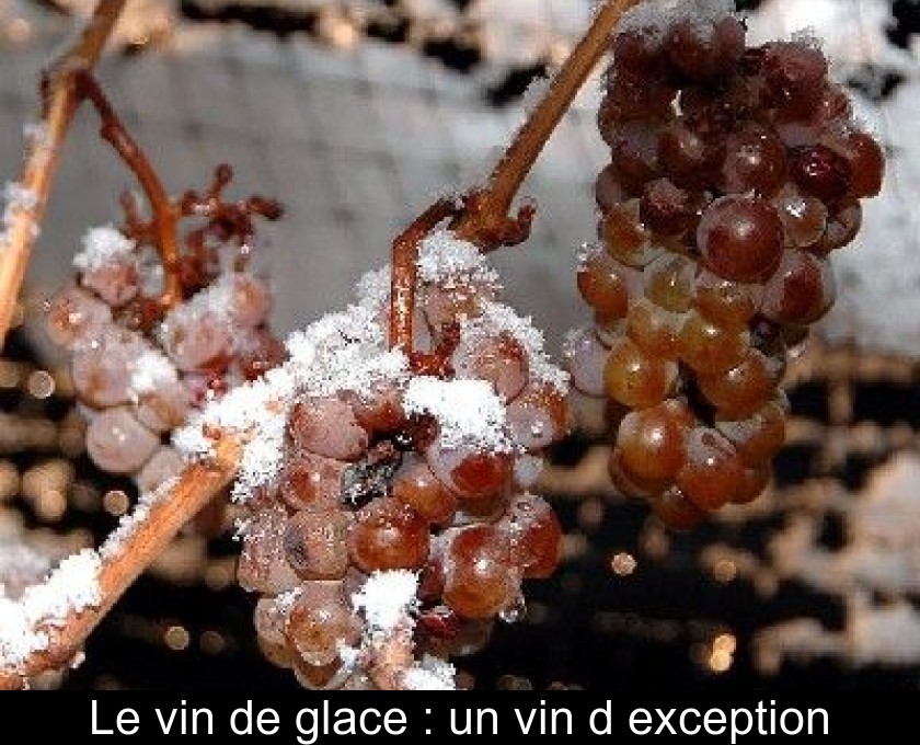 Le vin de glace : un vin d'exception Le vin de glace : un vin d'exception