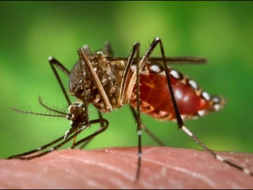 Le virus Zika : 5 choses à savoir Le virus Zika : 5 choses à savoir