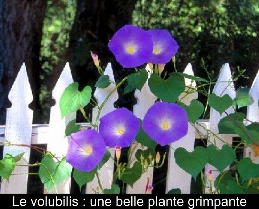 Le volubilis : une belle plante grimpante Le volubilis : une belle plante grimpante