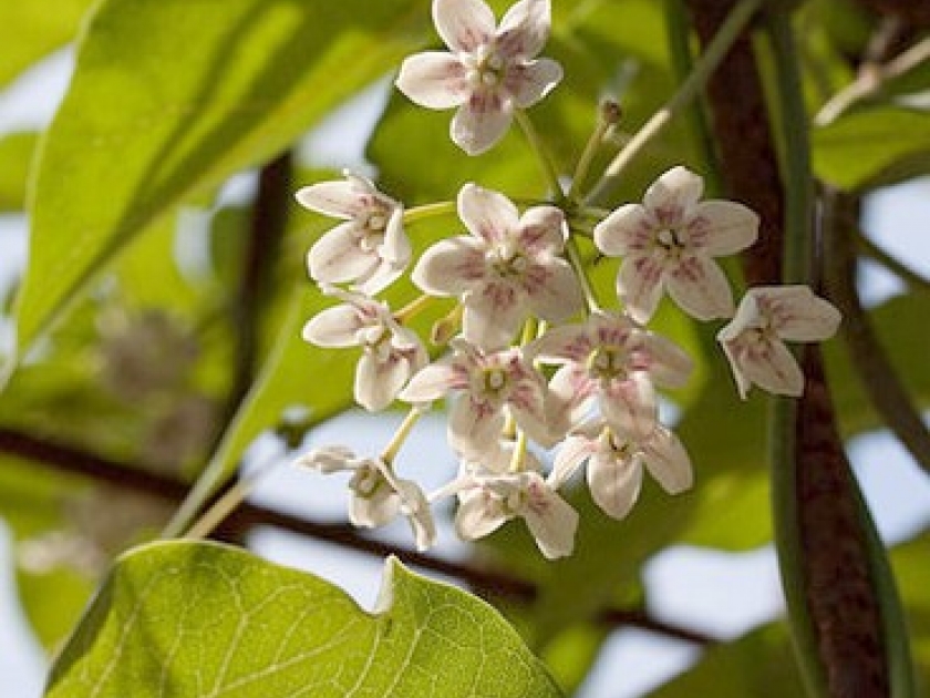 Le wattakaka : une plante grimpante parfumée Le wattakaka : une plante grimpante parfumée