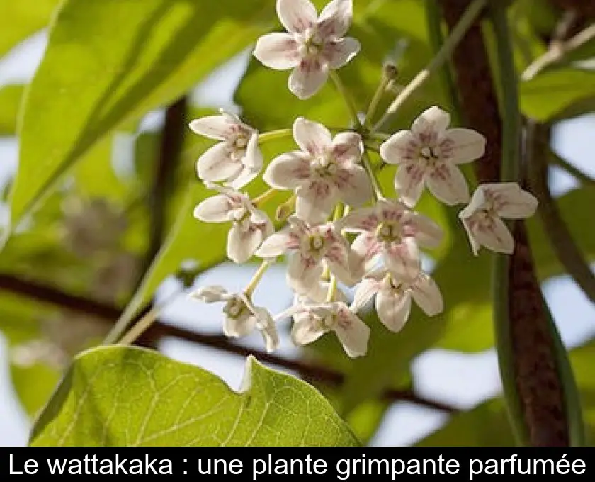 Le wattakaka : une plante grimpante parfumée