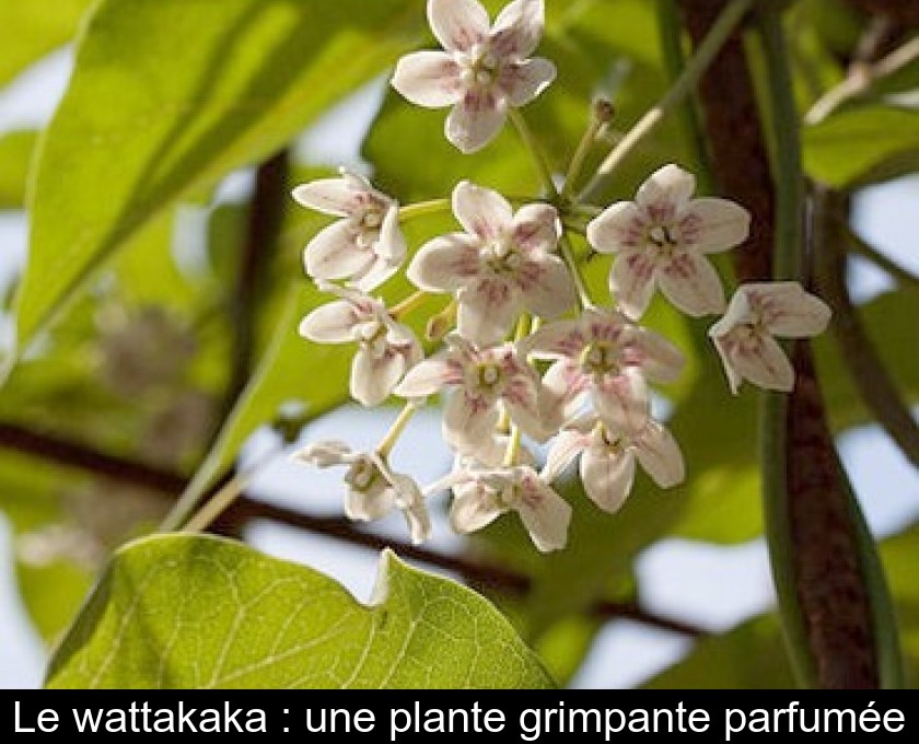 Le wattakaka : une plante grimpante parfumée Le wattakaka : une plante grimpante parfumée