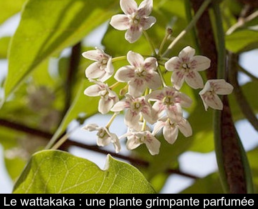 Le wattakaka : une plante grimpante parfumée