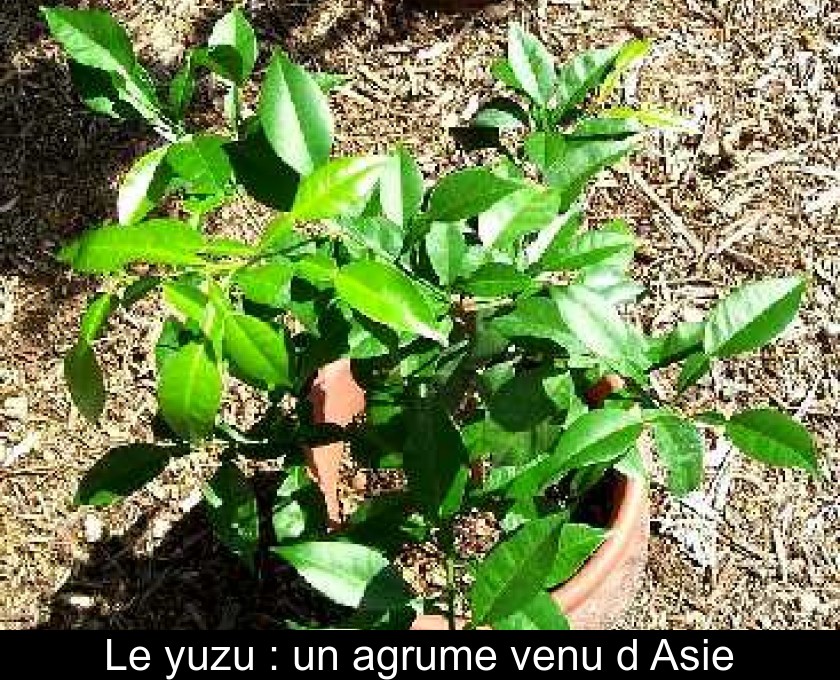 Le yuzu : un agrume venu d'Asie Le yuzu : un agrume venu d'Asie