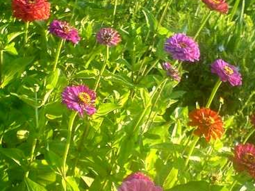 Le zinnia : une profusion de couleurs au jardin Le zinnia : une profusion de couleurs au jardin