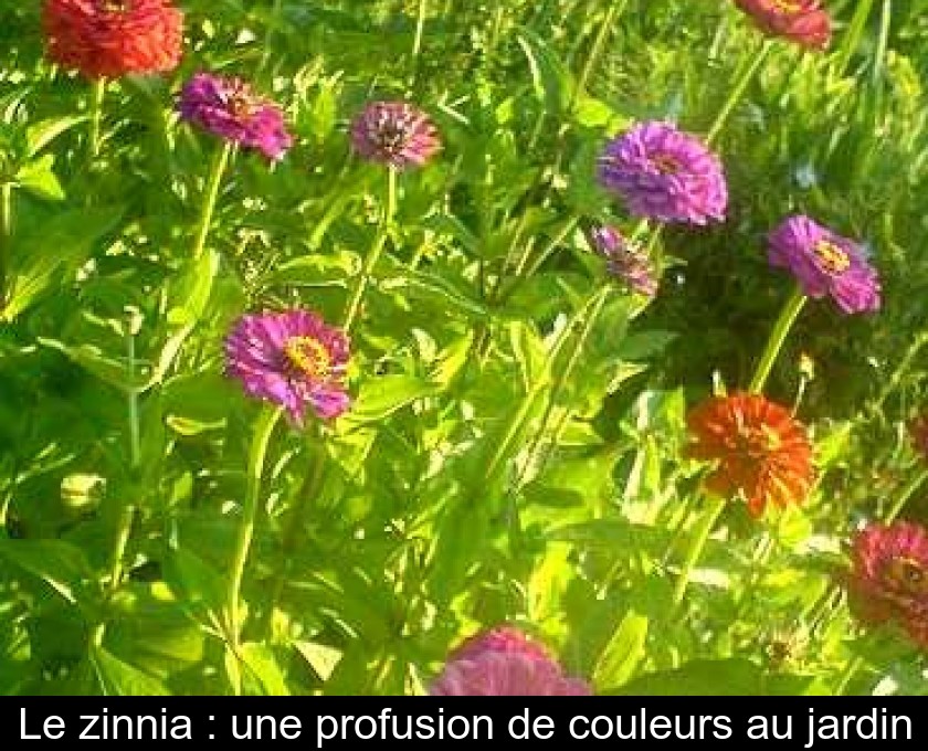 Le zinnia : une profusion de couleurs au jardin Le zinnia : une profusion de couleurs au jardin