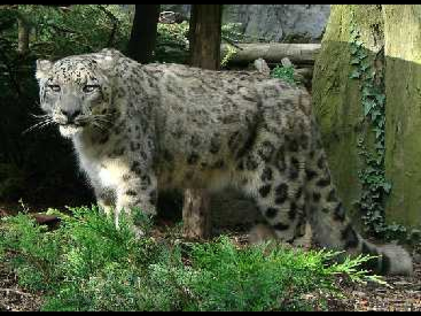 Le zoo d'Amnéville : un magnifique zoo en Lorraine Le zoo d'Amnéville : un magnifique zoo en Lorraine