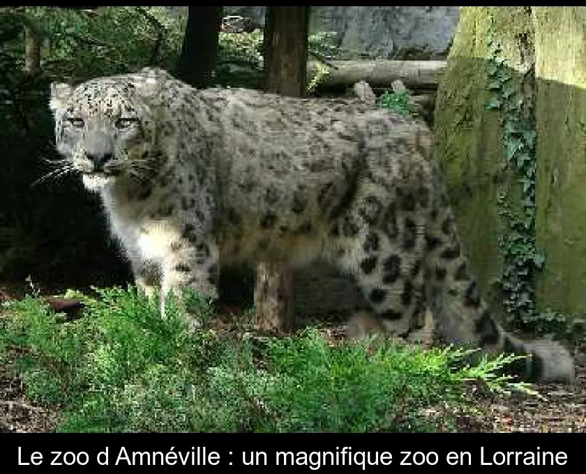 Le zoo d'Amnéville : un magnifique zoo en Lorraine