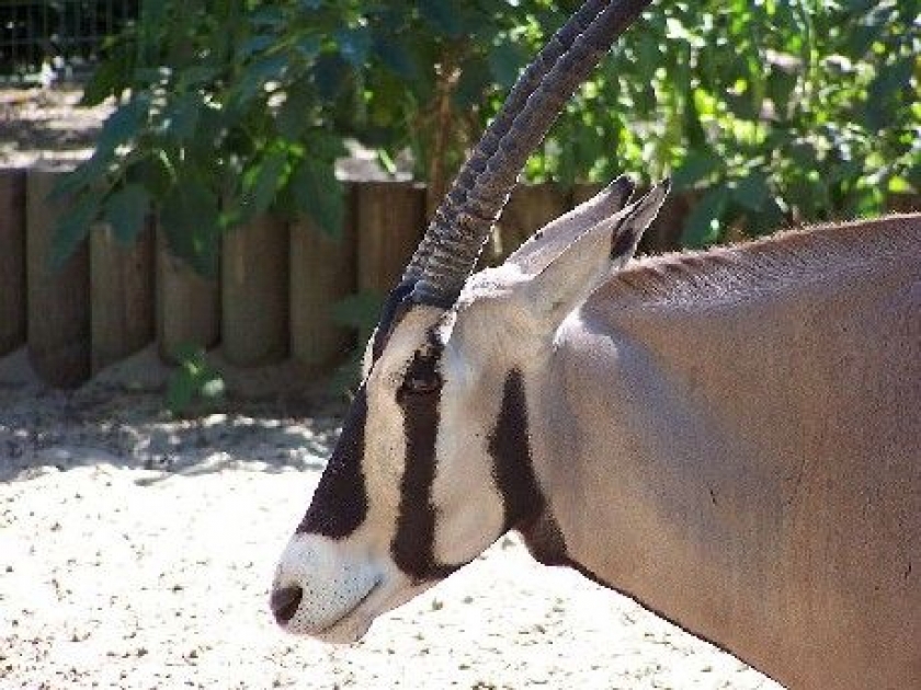 Le zoo de la Palmyre : l'un des plus célèbres zoos de France Le zoo de la Palmyre : l'un des plus célèbres zoos de France