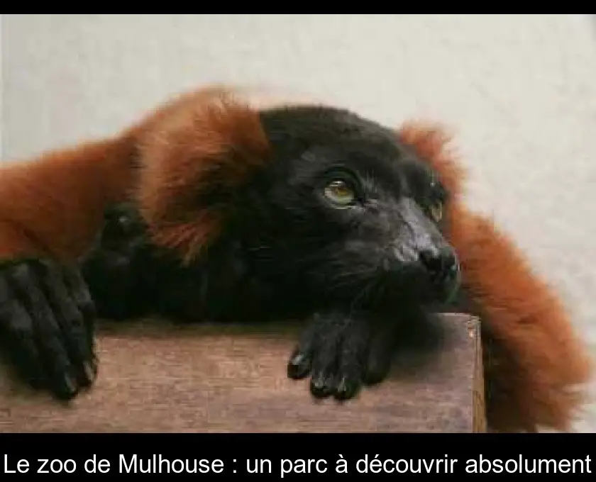 Le zoo de Mulhouse : un parc à découvrir absolument