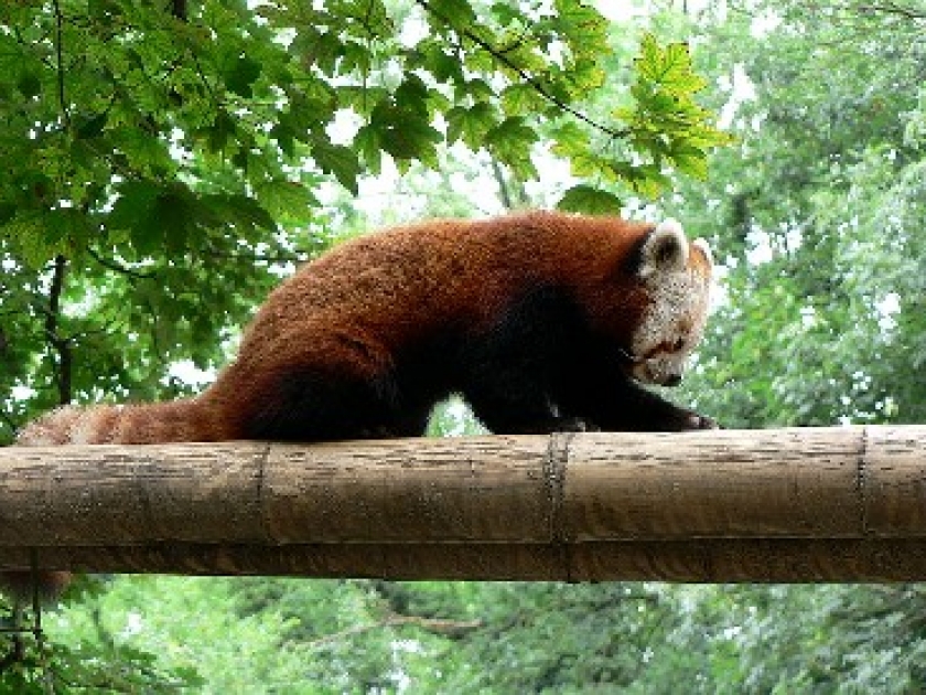 Le zoo du Bois de Boulogne : un parc zoologique à Lille Le zoo du Bois de Boulogne : un parc zoologique à Lille
