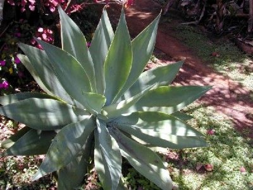 Les agaves : des plantes faciles à cultiver Les agaves : des plantes faciles à cultiver