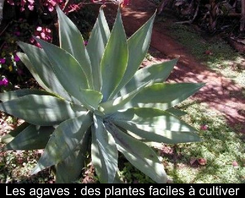 Les agaves : des plantes faciles à cultiver Les agaves : des plantes faciles à cultiver