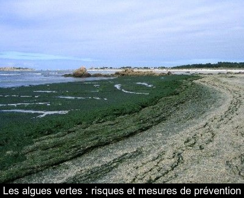 Les risques liés aux marées vertes 