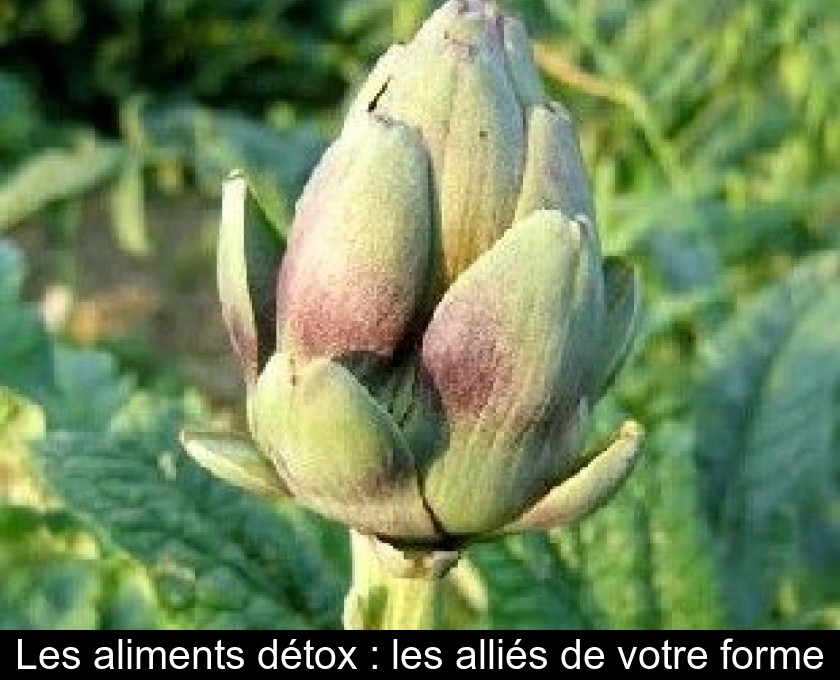 Les aliments détox : les alliés de votre forme Les aliments détox : les alliés de votre forme
