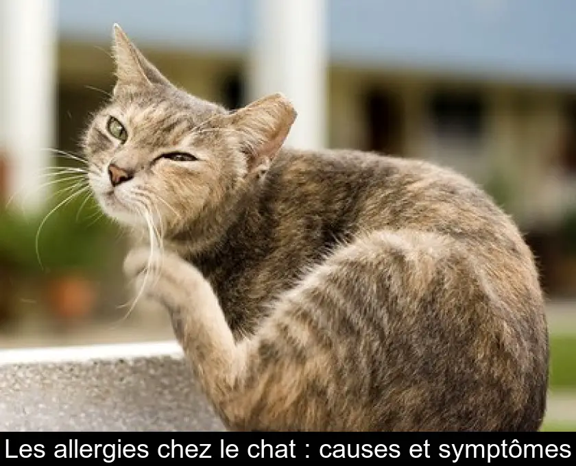 Dermatite atopique chat
