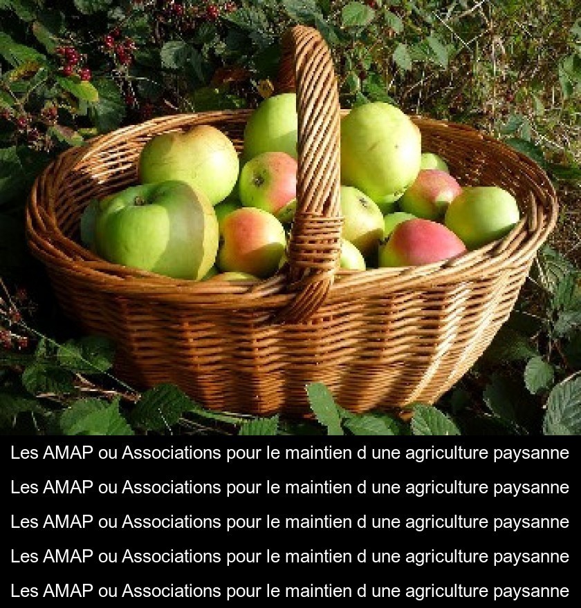 Les AMAP ou Associations pour le maintien d'une agriculture paysanne Les AMAP ou Associations pour le maintien d'une agriculture paysanne