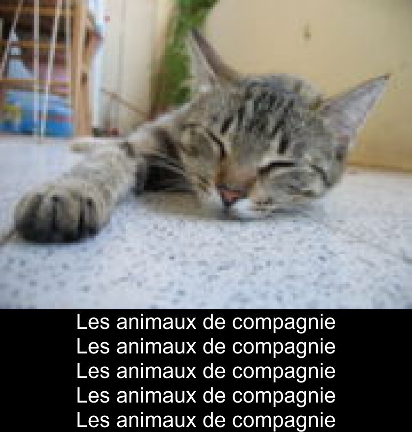Les animaux de compagnie Les animaux de compagnie