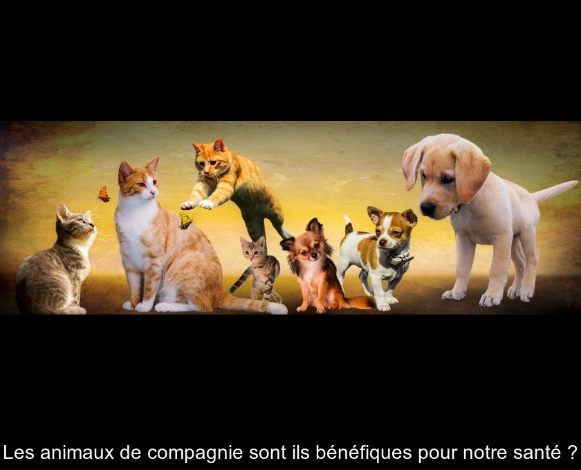 Les animaux de compagnie sont ils bénéfiques pour notre santé ?