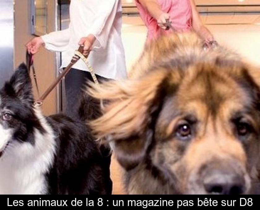 Les animaux de la 8 : un magazine pas bête sur D8 Les animaux de la 8 : un magazine pas bête sur D8