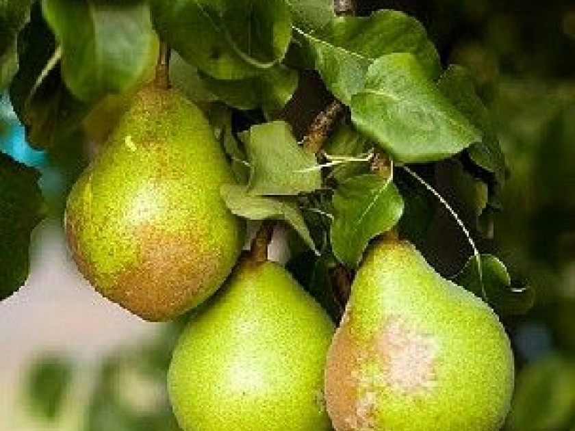 Les arbres fruitiers : plantation et entretien Les arbres fruitiers : plantation et entretien
