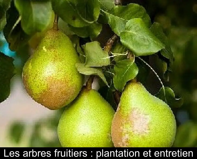 Les arbres fruitiers : plantation et entretien