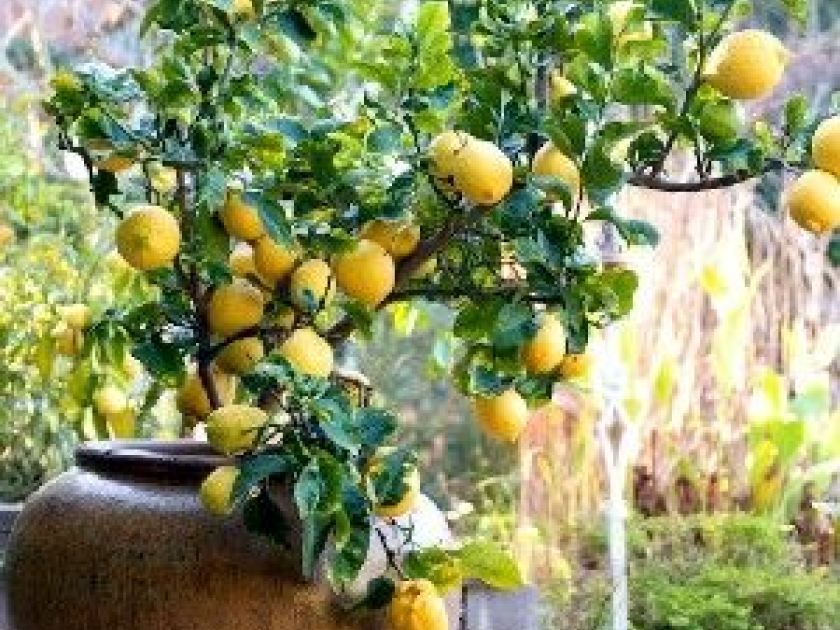 Les arbres fruitiers nains : guide pratique Les arbres fruitiers nains : guide pratique