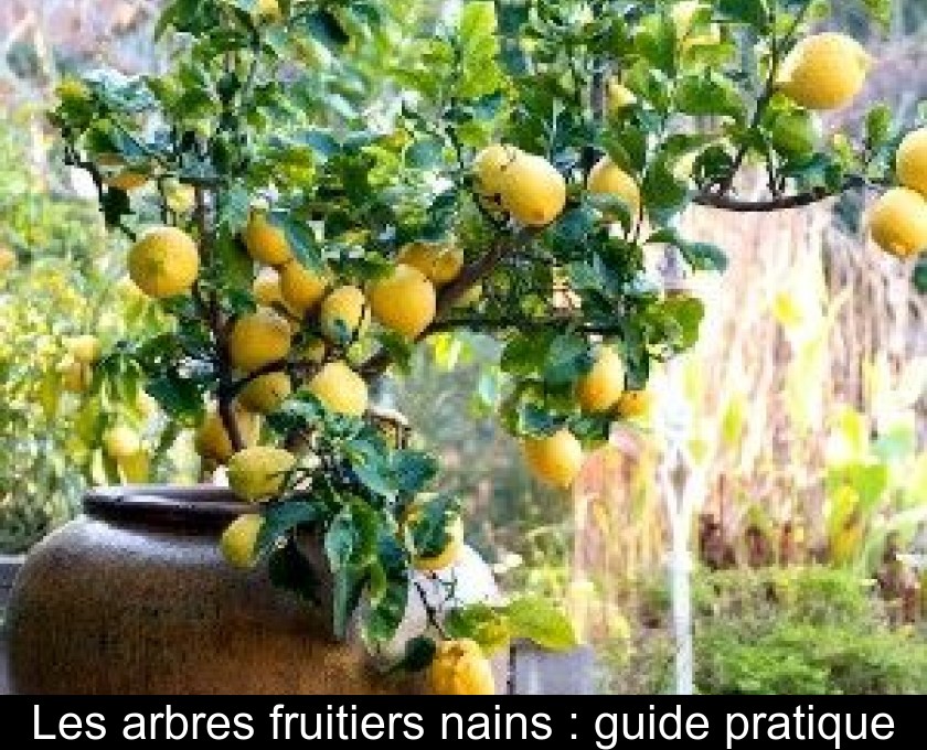 Guide Citronnier en Pot et Pleine Terre : Planter, Entretenir, Tailler