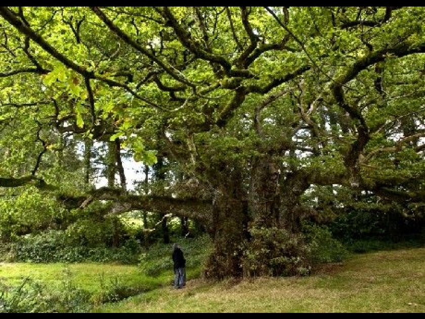 Les arbres remarquables : des monuments naturels Les arbres remarquables : des monuments naturels